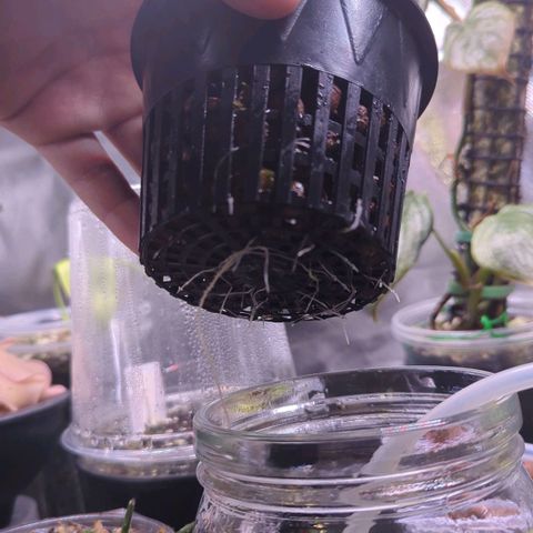 Fuel D.OG growlog photo: WOW! OH WOW!