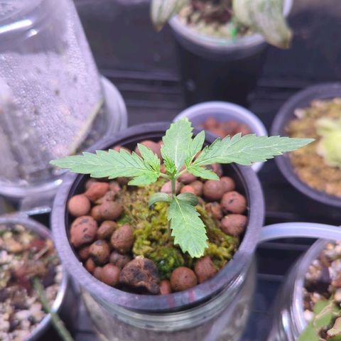 Fuel D.OG growlog photo: WOW! OH WOW!