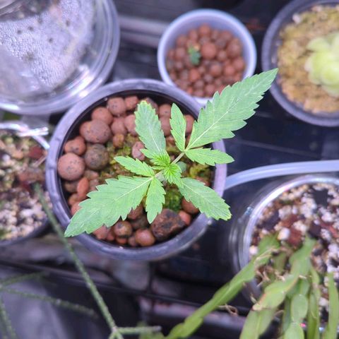 Fuel D.OG growlog timeline photo