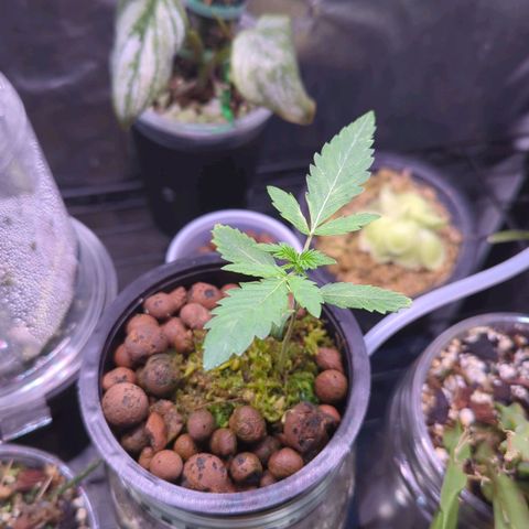 Fuel D.OG growlog timeline photo