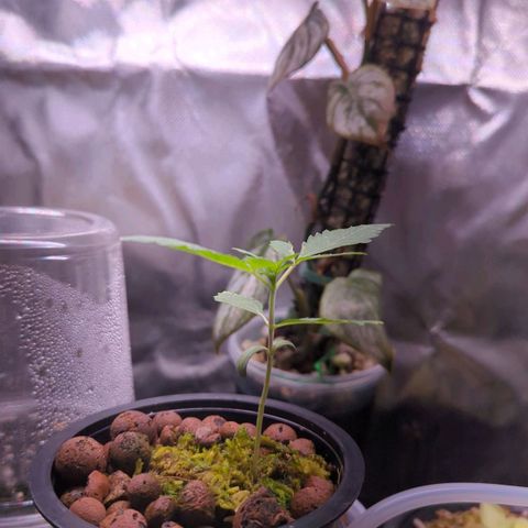 Fuel D.OG growlog timeline photo