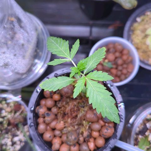 Fuel D.OG growlog timeline photo