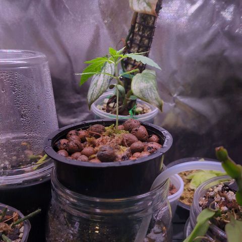 Fuel D.OG growlog timeline photo