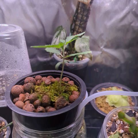 Fuel D.OG growlog timeline photo