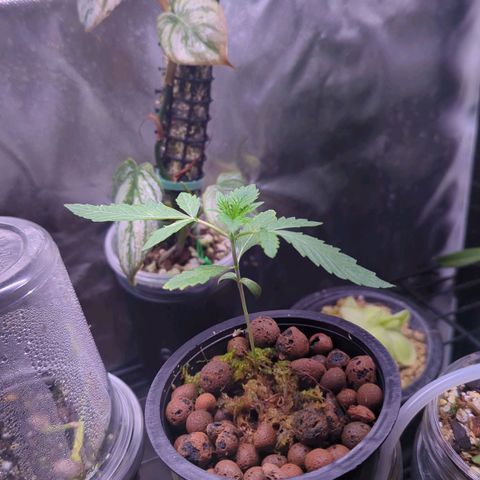Fuel D.OG growlog timeline photo