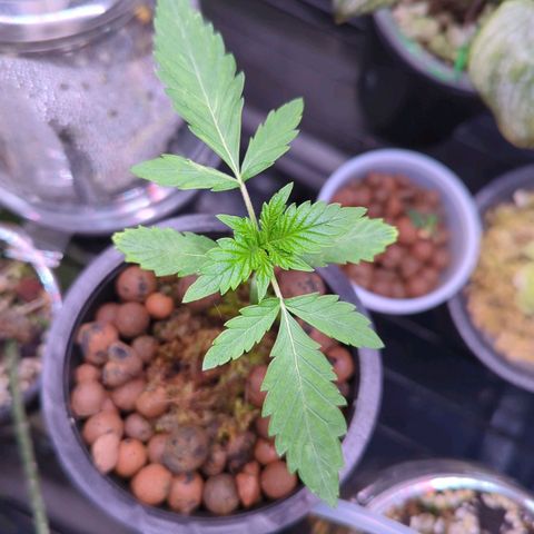 Fuel D.OG growlog timeline photo