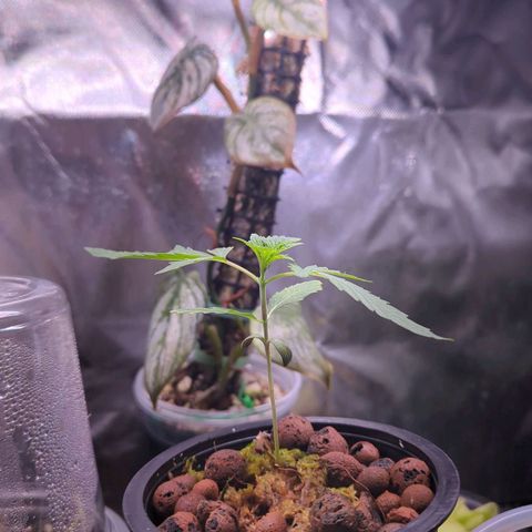 Fuel D.OG growlog timeline photo