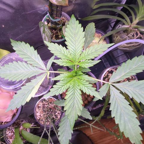 Fuel D.OG growlog photo: Variegation found on a leaf, could just be sport but will be tracking any progression 