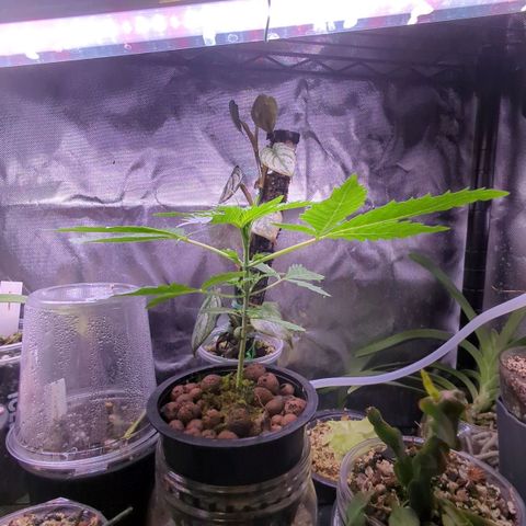 Fuel D.OG growlog photo: Variegation found on a leaf, could just be sport but will be tracking any progression 