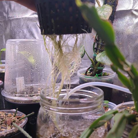 Fuel D.OG growlog photo: Variegation found on a leaf, could just be sport but will be tracking any progression 