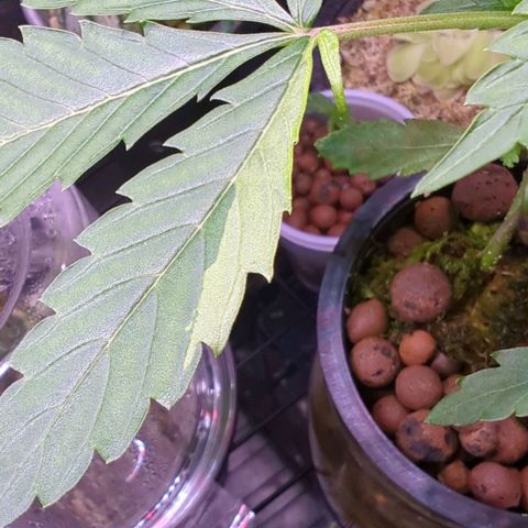 Fuel D.OG growlog photo: Variegation found on a leaf, could just be sport but will be tracking any progression 