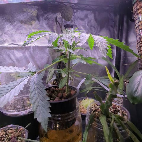 Fuel D.OG growlog photo: Cleaned roots and jar/bubble rock. Leaves are getting blotchy as expected, transport to new tent by eow 