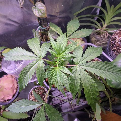 Fuel D.OG growlog photo: Cleaned roots and jar/bubble rock. Leaves are getting blotchy as expected, transport to new tent by eow 