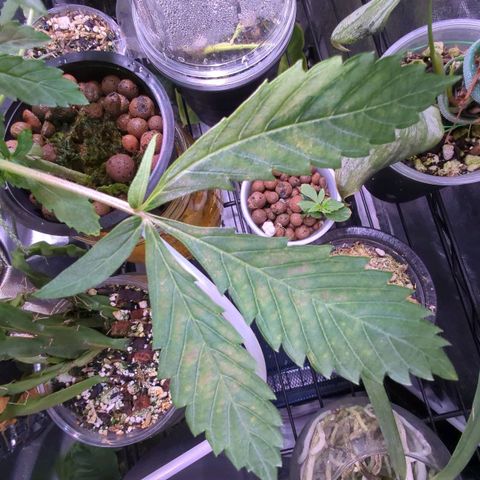 Fuel D.OG growlog photo: Cleaned roots and jar/bubble rock. Leaves are getting blotchy as expected, transport to new tent by eow 