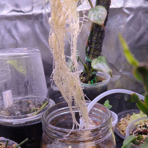 Fuel D.OG growlog photo: Cleaned roots and jar/bubble rock. Leaves are getting blotchy as expected, transport to new tent by eow 