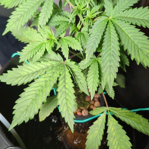 Fuel D.OG growlog timeline photo