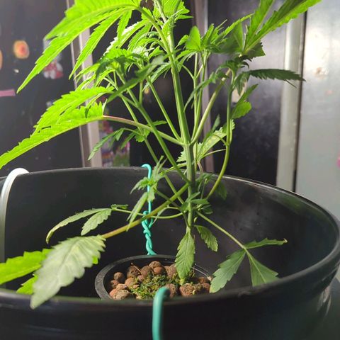 Fuel D.OG growlog timeline photo
