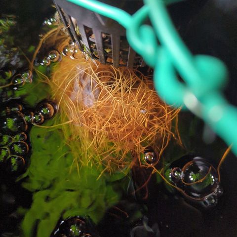Fuel D.OG growlog timeline photo