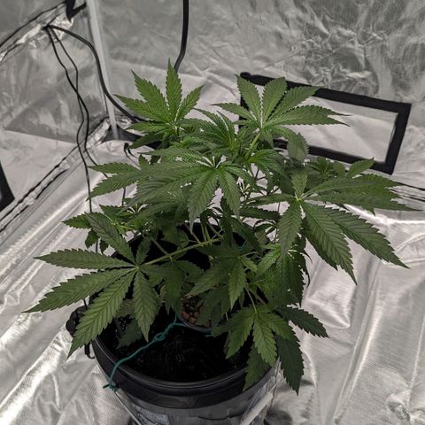 Fuel D.OG growlog photo: Rapid growth, 