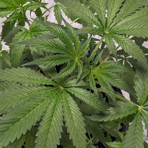 Fuel D.OG growlog photo: Rapid growth, 