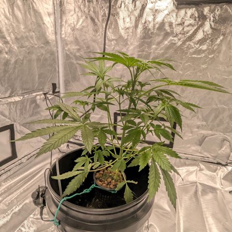 Fuel D.OG growlog photo: Rapid growth, 