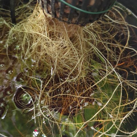 Fuel D.OG growlog photo: Need to bring water to swap out buckets and clean roots, but growth is doing great!