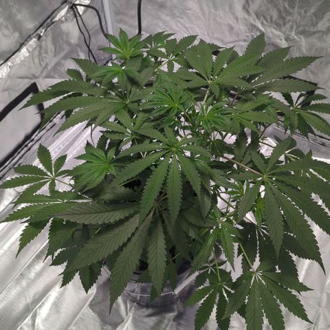 Fuel D.OG growlog photo: Need to bring water to swap out buckets and clean roots, but growth is doing great!