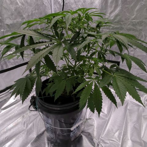 Fuel D.OG growlog photo: Need to bring water to swap out buckets and clean roots, but growth is doing great!