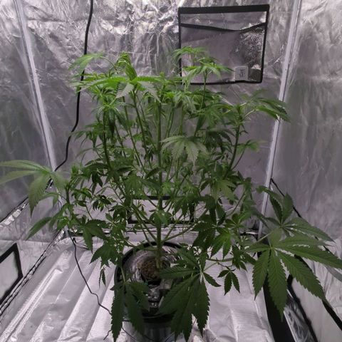 Fuel D.OG growlog photo: Trimmed, lighting schedule changes to 12/12 ✝️🧎🏻‍♂️