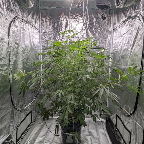 Fuel D.OG growlog photo: Early stages of flower, branch broke off, monitoring as needed 