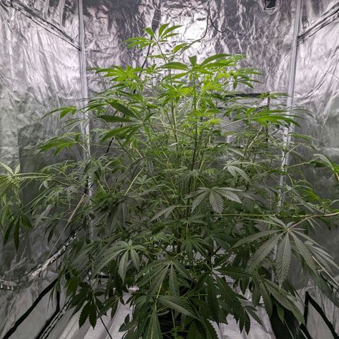 Fuel D.OG growlog photo: Early stages of flower, branch broke off, monitoring as needed 