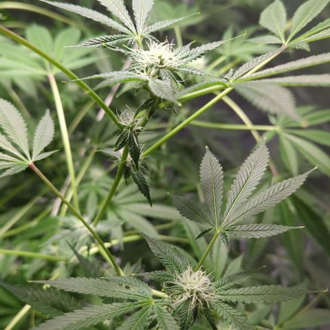 Fuel D.OG growlog photo: Slow flowering process, nutrients stay the same with the exception of adding a slight bit of phosphorus to each gallon. Low stressing with string due to not having netting available, a few stems bent but are still producing.