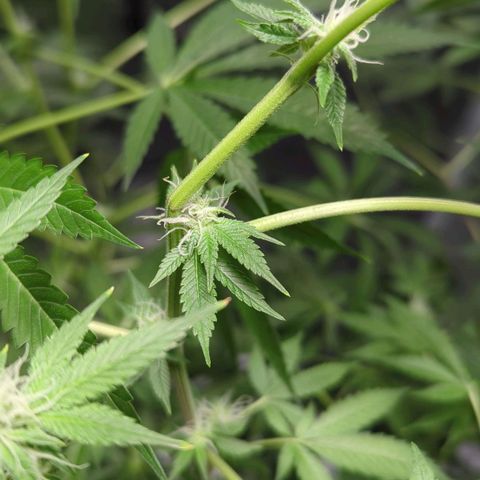 Fuel D.OG growlog timeline photo