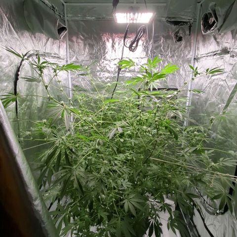 Fuel D.OG growlog photo: Slow flowering process, nutrients stay the same with the exception of adding a slight bit of phosphorus to each gallon. Low stressing with string due to not having netting available, a few stems bent but are still producing.