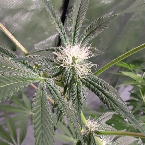 Fuel D.OG growlog photo: Slow flowering process, nutrients stay the same with the exception of adding a slight bit of phosphorus to each gallon. Low stressing with string due to not having netting available, a few stems bent but are still producing.