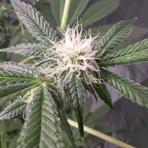 Fuel D.OG growlog photo: Slow flowering process, nutrients stay the same with the exception of adding a slight bit of phosphorus to each gallon. Low stressing with string due to not having netting available, a few stems bent but are still producing.