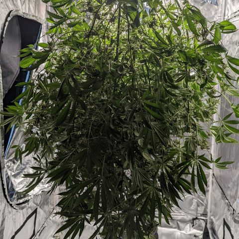 Fuel D.OG growlog timeline photo