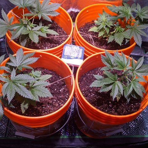 Ringo growlog timeline photo