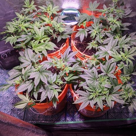 Ringo growlog timeline photo