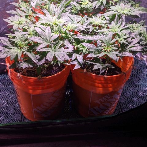 Ringo growlog photo: Day 0 of flower
