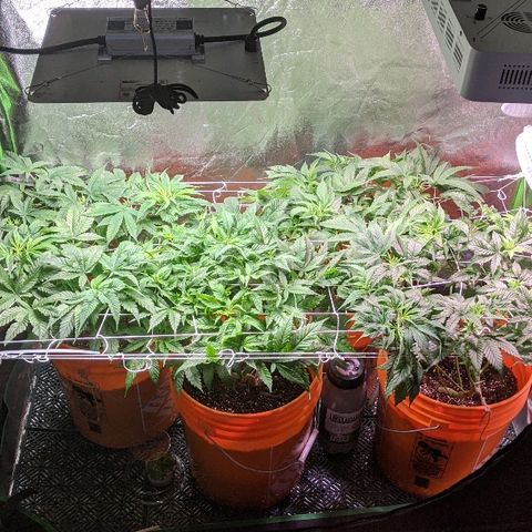 Ringo growlog timeline photo
