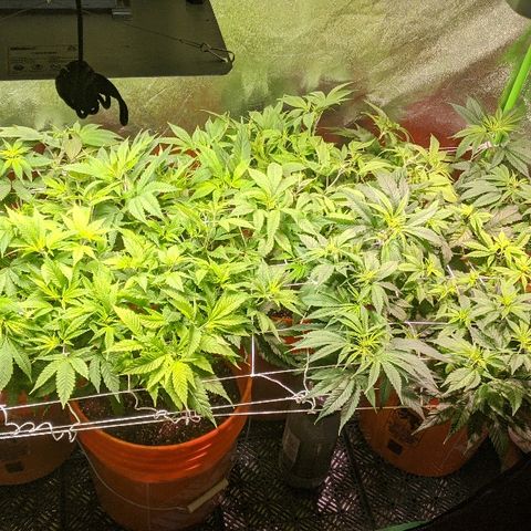 Ringo growlog timeline photo