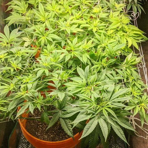 Ringo growlog timeline photo