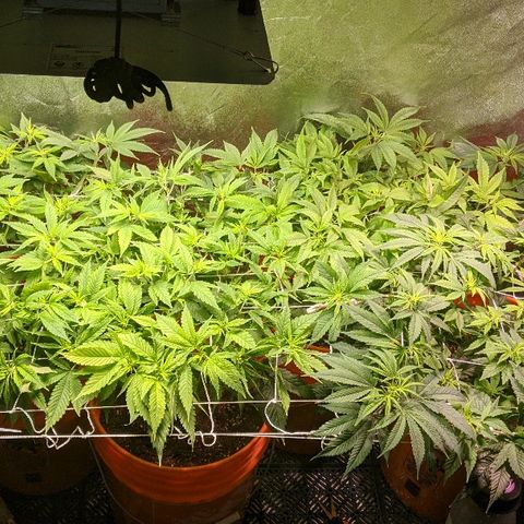 Ringo growlog timeline photo