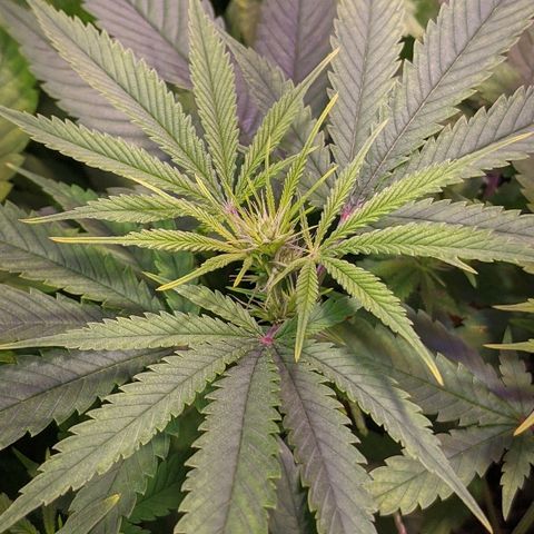 Ringo growlog photo: Flowers have started to form. Let the magic begin