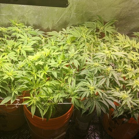 Ringo growlog timeline photo