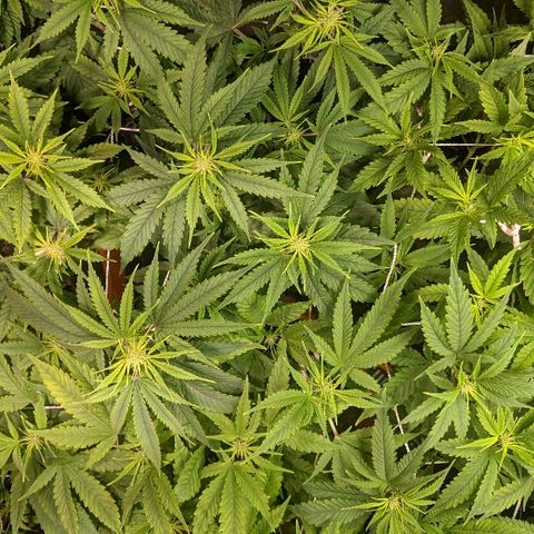Ringo growlog timeline photo