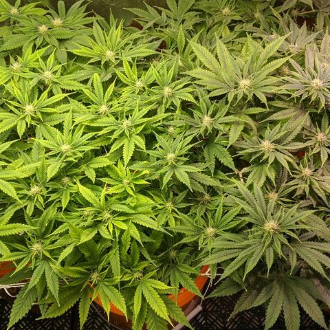 Ringo growlog timeline photo