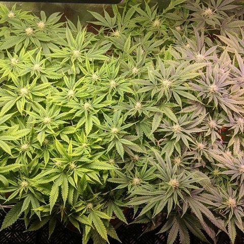 Ringo growlog timeline photo
