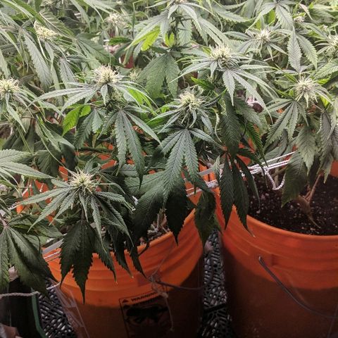 Ringo growlog photo: Plants went on watered for 4 to 5 days while I was awaiting the general hydroponic formula